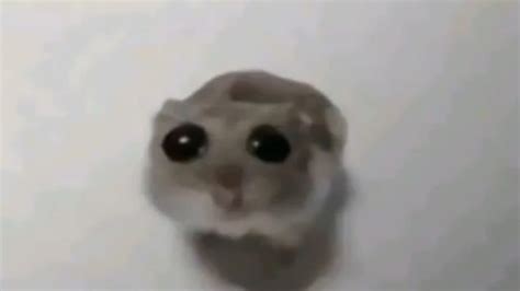 hamster meme tiktok|sad hamster meme picture.